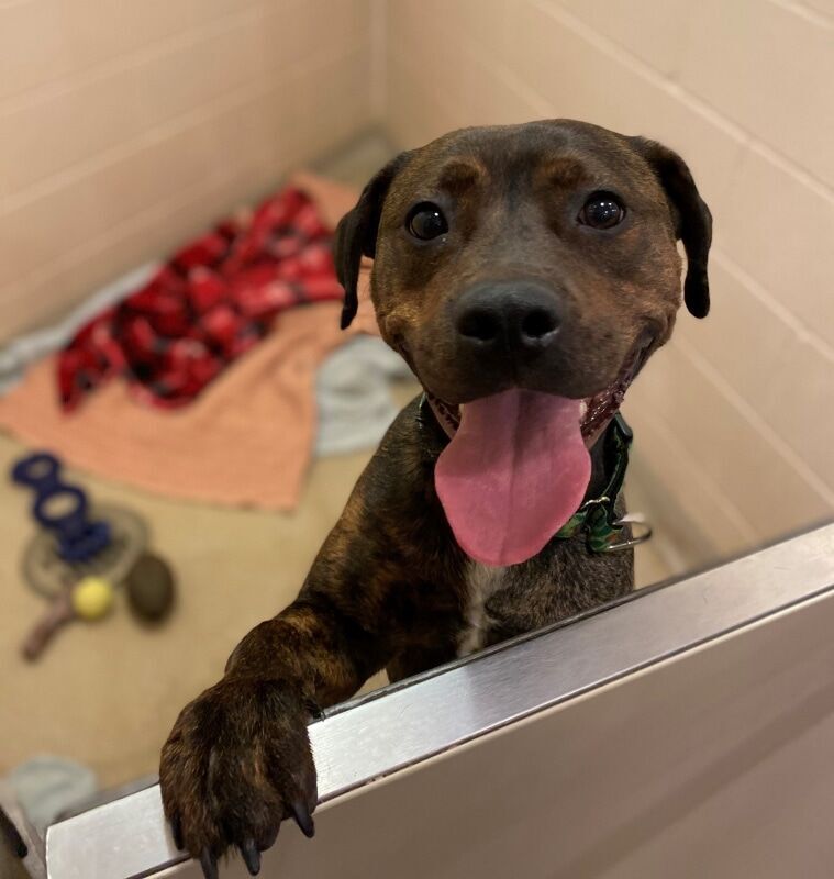 Rihanna HSCC Pet of the Week
